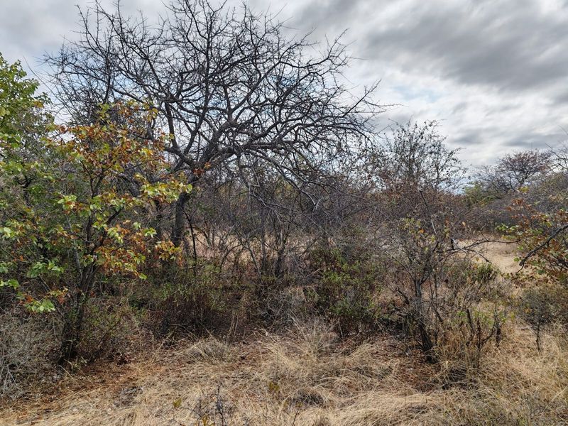 A view of the natural farm landscape featuring native trees, wild shrubbery, and dry grassland under a cloudy sky.