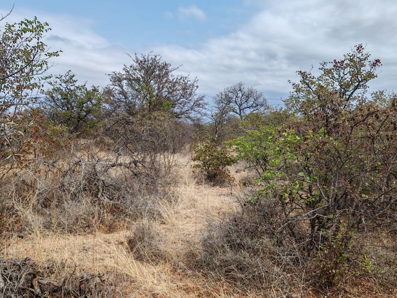 A view of the natural bushveld landscape featuring indigenous trees and dry grass typical of the farm property.