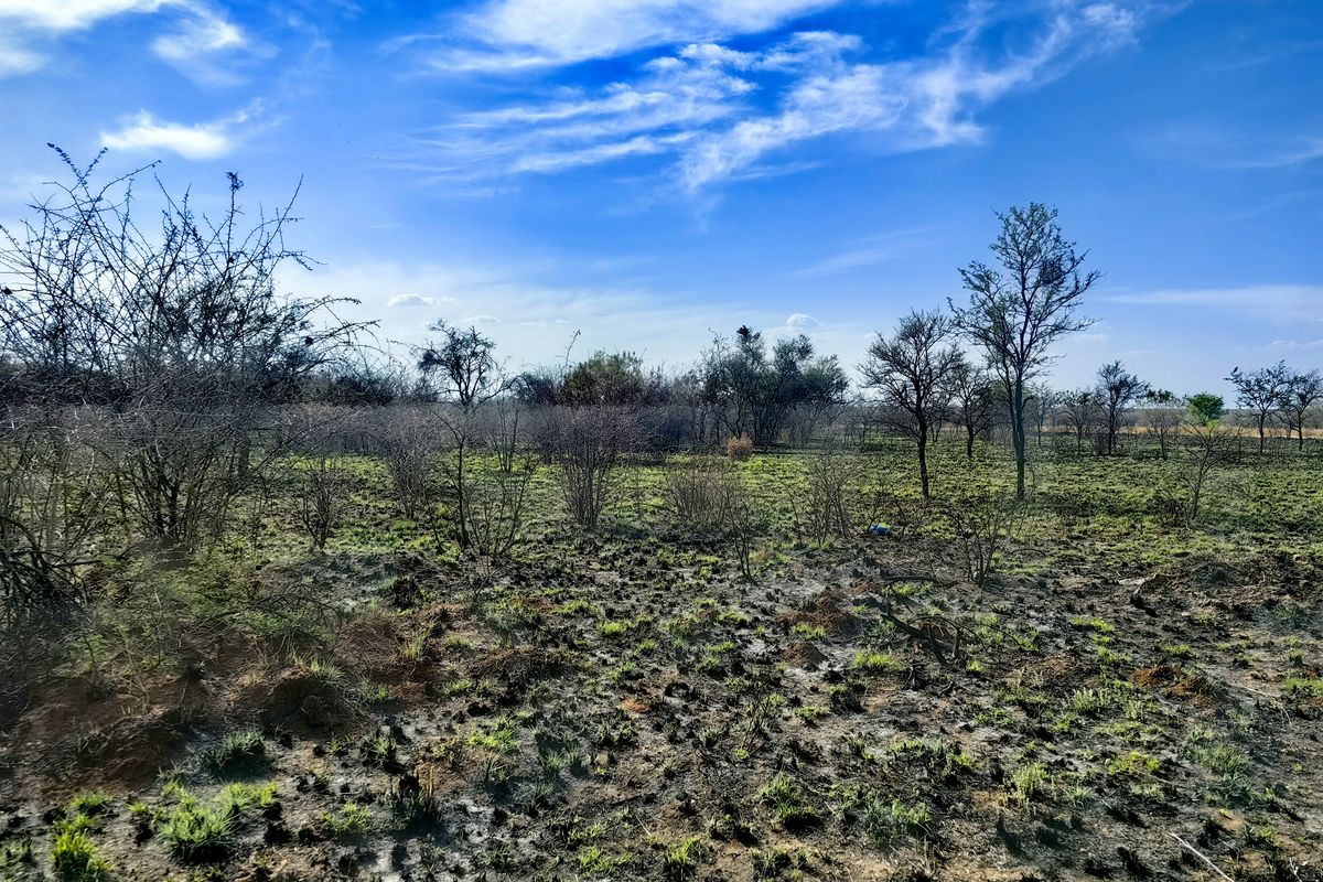 An open, undeveloped plot of land featuring native shrubs, scattered trees, and natural ground cover under a clear blue sky.