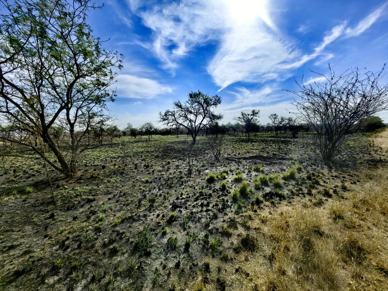 A view of the vacant commercial land featuring natural vegetation and scattered trees under a bright blue sky.