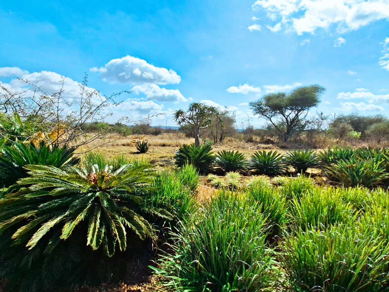 A well-maintained garden featuring a variety of indigenous plants and cycads set against a natural landscape backdrop.