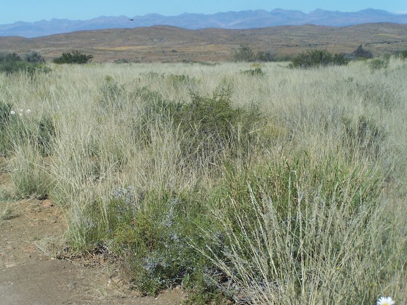 A scenic view of open veld and natural grassland with a mountain range in the background.