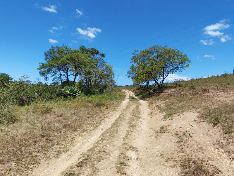 A view of a dirt access road leading through the farm property, bordered by natural vegetation and wire fencing.