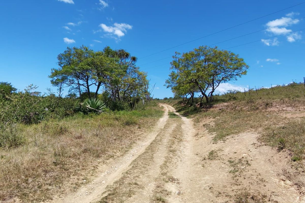 A view of a dirt access road leading through the farm property, bordered by natural vegetation and wire fencing.