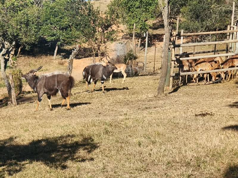 A rural farm setting featuring open grazing land with wooden livestock fencing and an animal enclosure.