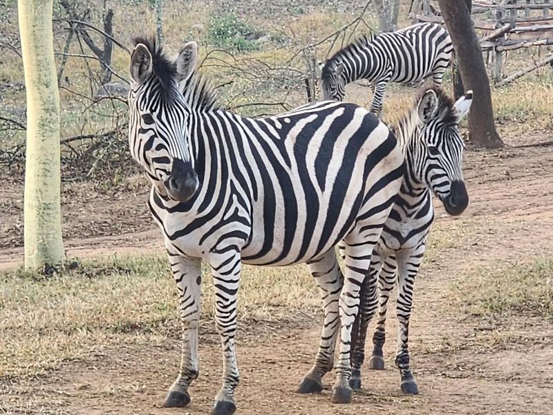 A view of wildlife on the farm property.