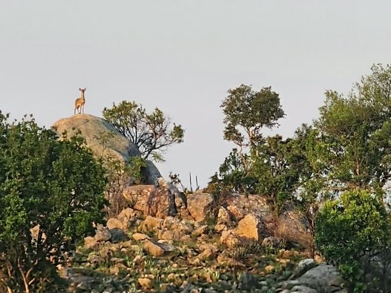 A scenic view of the farm landscape featuring natural rock formations and indigenous vegetation, showcasing the property's natural beauty.
