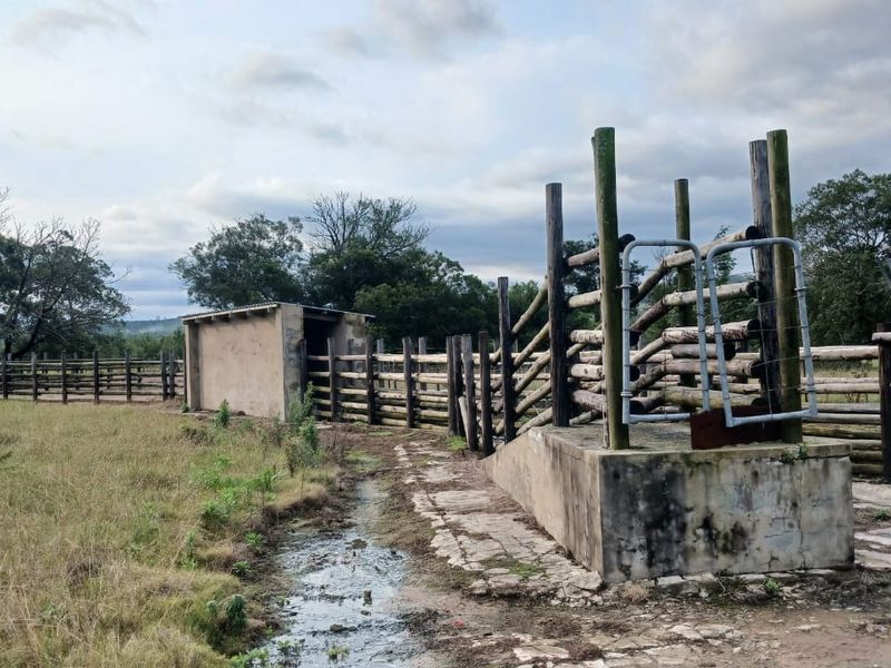 Agricultural cattle handling facility featuring a timber kraal, loading ramp, and concrete structure, suitable for livestock management on a farm property.