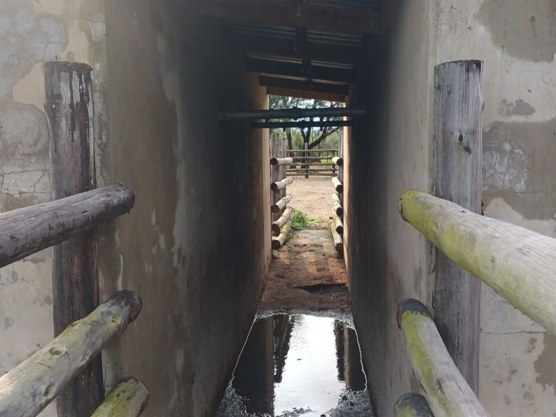 A functional outdoor cattle crush facility featuring concrete walls and timber fencing, showing signs of weathering and wear.