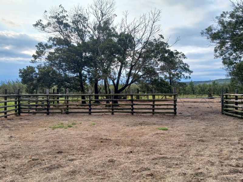 An outdoor farm enclosure featuring timber post and rail fencing and a metal gate, set against a backdrop of mature trees.