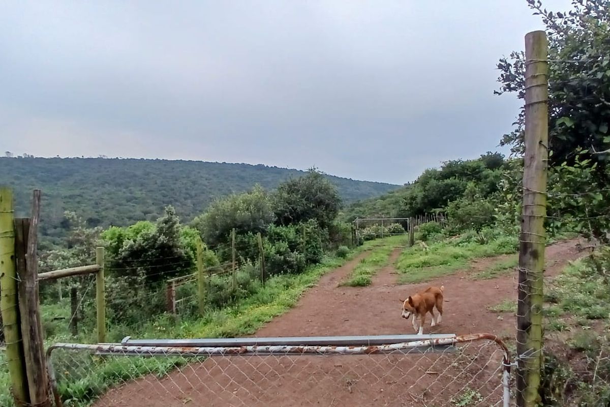 A rural farm access track featuring wire mesh fencing, wooden posts, and a metal farm gate leading into the surrounding landscape.