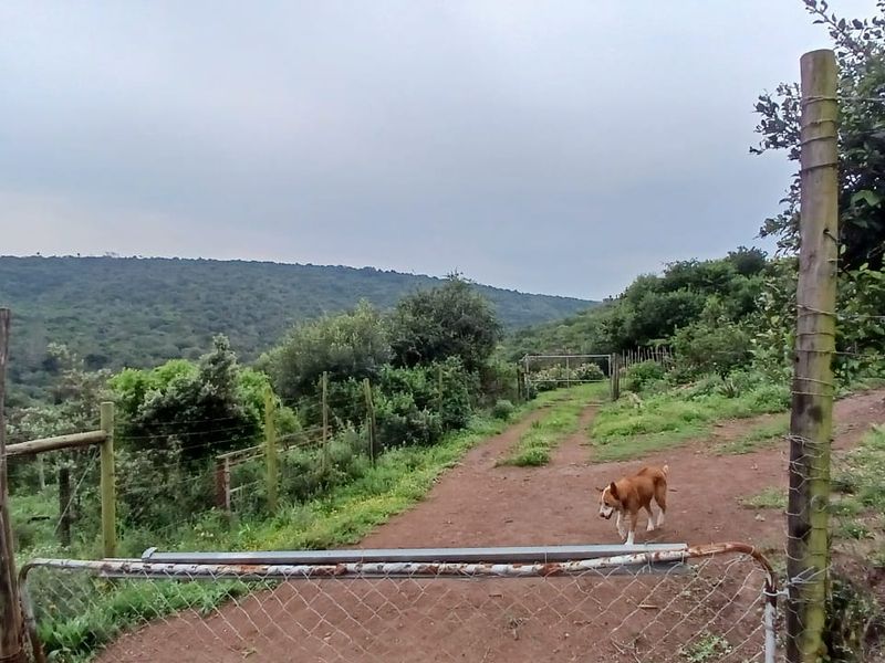 A rural farm access track featuring wire mesh fencing, wooden posts, and a metal farm gate leading into the surrounding landscape.