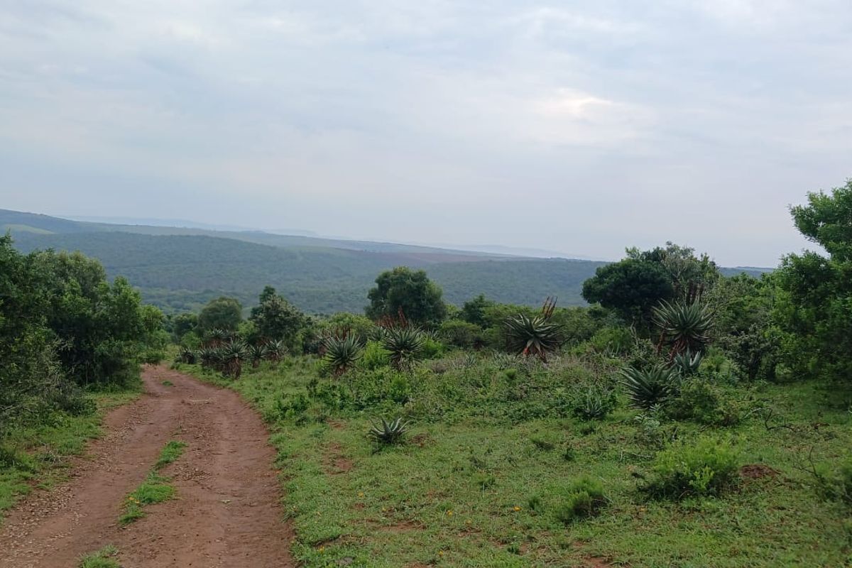 A scenic view of the expansive farm landscape featuring a natural dirt track winding through indigenous vegetation and rolling hills.