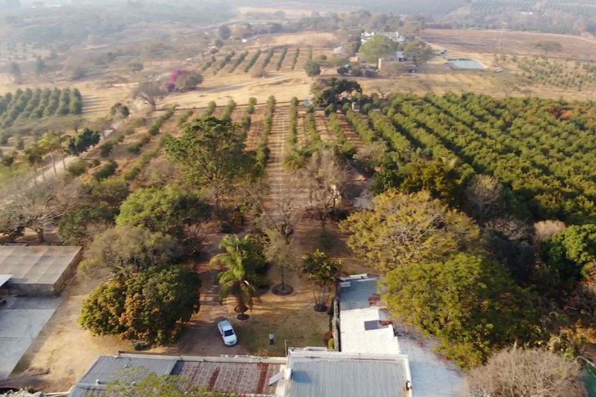Aerial view of a small holding property featuring extensive orchards, mature trees, and multiple outbuildings with corrugated metal roofing.