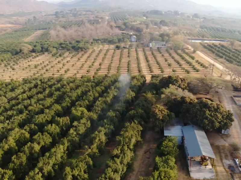 Aerial view of a large small holding property featuring extensive orchards, agricultural land, and a functional farm shed structure.