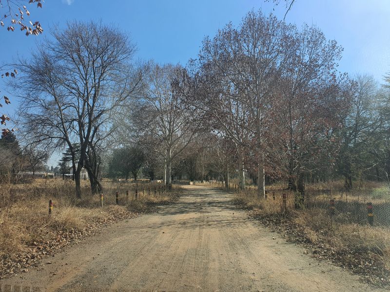 A view of a dirt access road lined with mature trees on a vacant commercial land plot.
