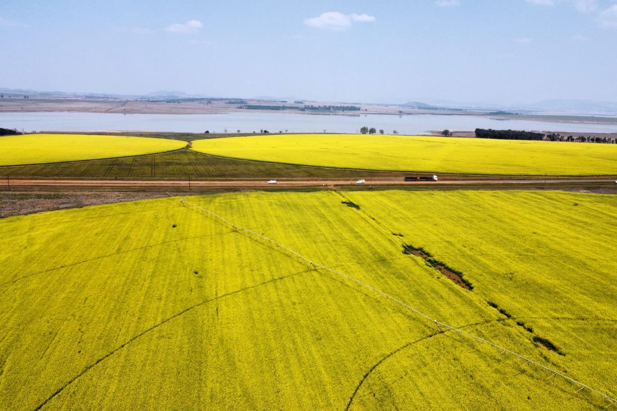 Aerial view of expansive yellow canola fields featuring a center pivot irrigation system and a dirt road with a distant lake.