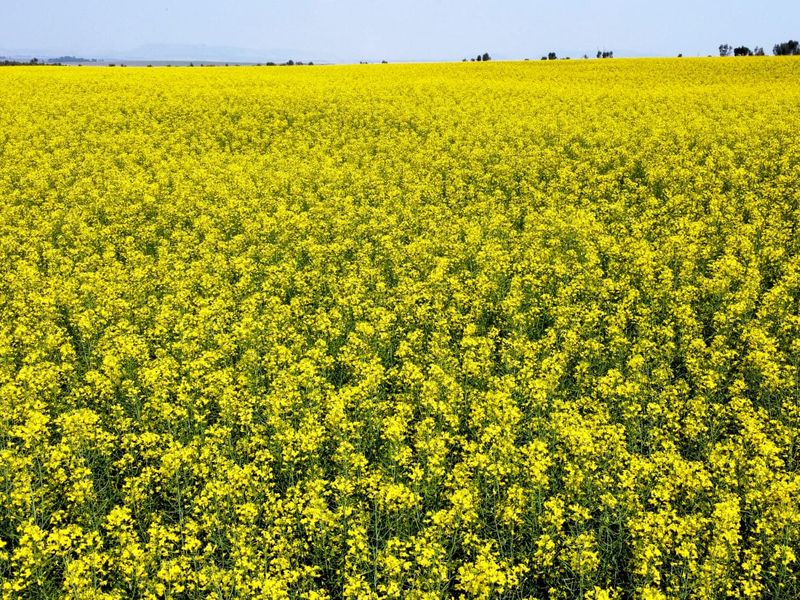 Exceptional  Irrigation Farm with water rights for sale in Normandien - Photo 4