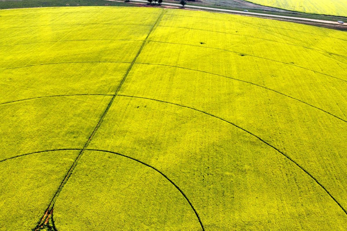 Aerial view of a large, vibrant yellow canola field featuring a center pivot irrigation system on a farm.