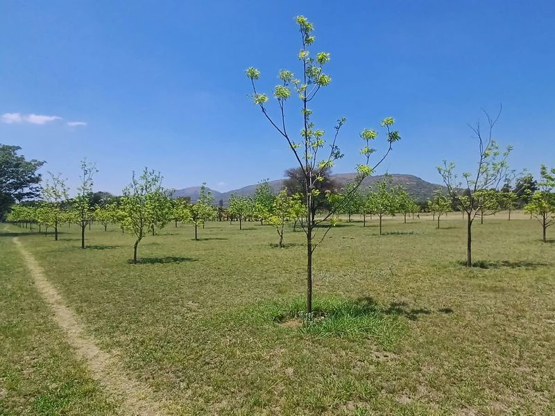 A wide-angle view of a well-maintained orchard area on the farm, featuring young trees planted across an open grassy landscape.