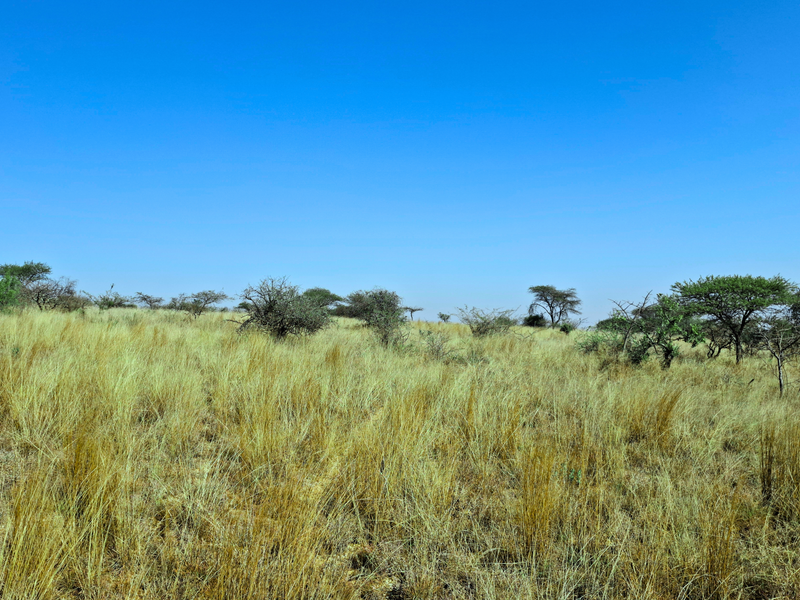 A wide-angle view of an undeveloped commercial land plot featuring natural grassland and scattered indigenous trees under a clear blue sky.