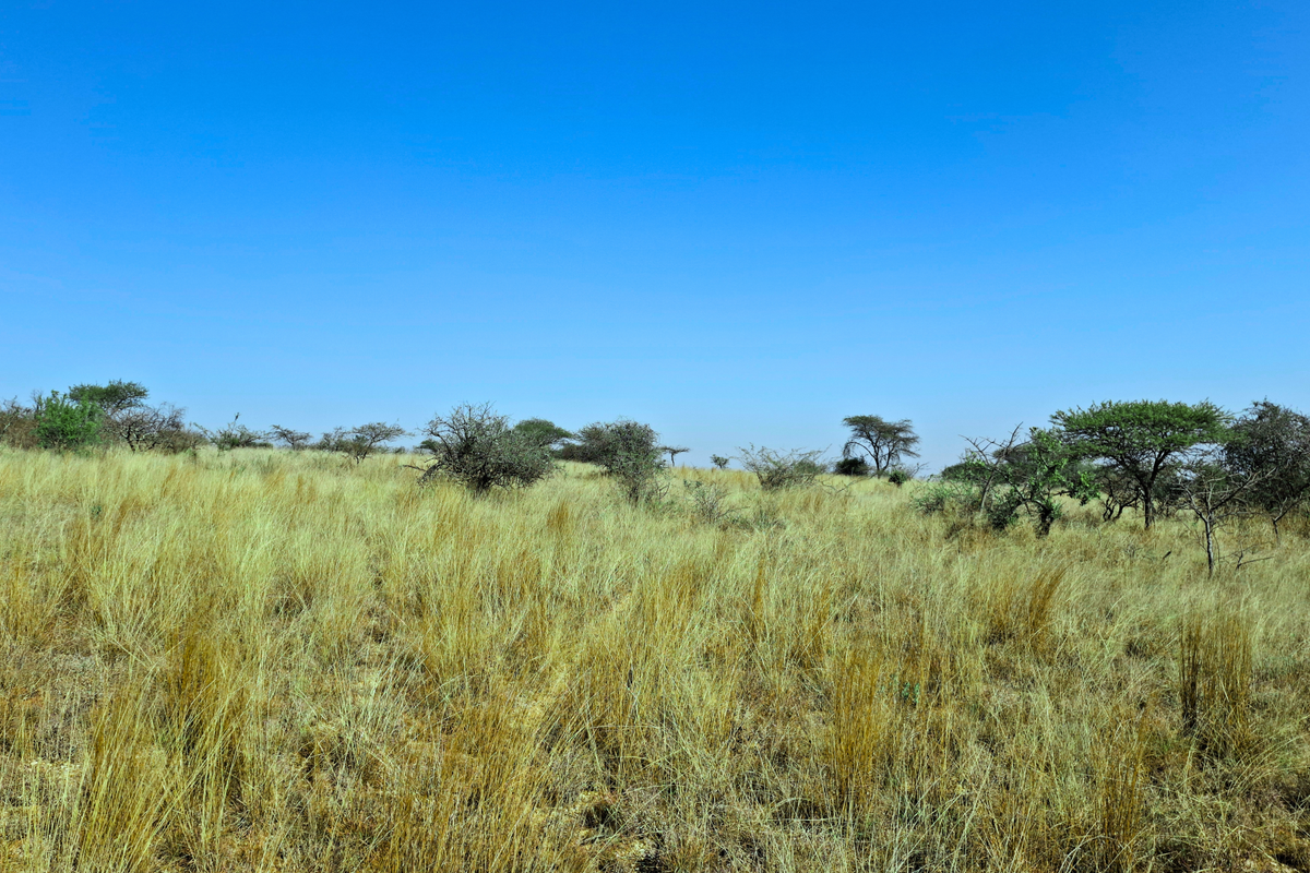 A wide-angle view of an undeveloped commercial land plot featuring natural grassland and scattered indigenous trees under a clear blue sky.