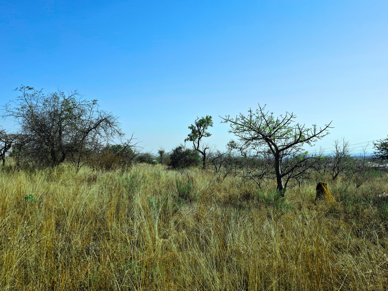A view of the undeveloped commercial land featuring natural vegetation and open terrain.