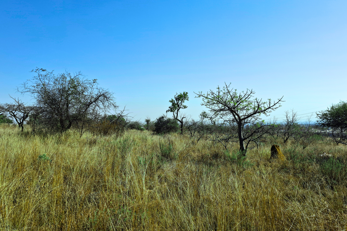 A view of the undeveloped commercial land featuring natural vegetation and open terrain.