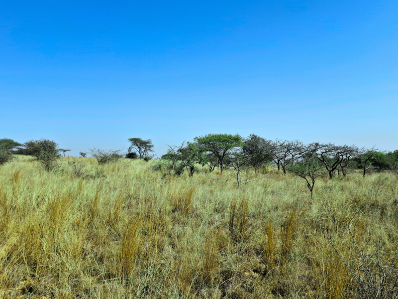 A view of undeveloped commercial vacant land featuring natural grassland and scattered indigenous trees under a clear blue sky.