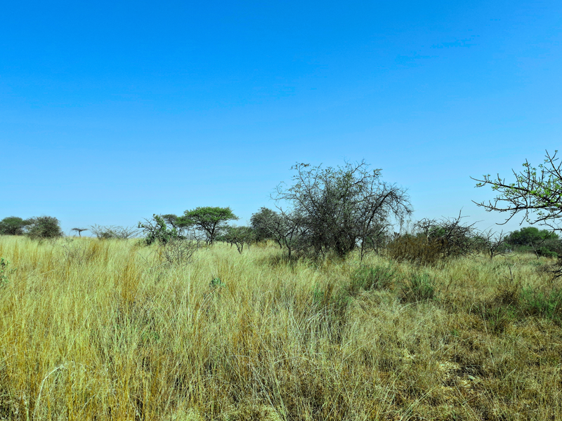 A view of the vacant commercial land featuring natural grassland and native trees under a clear blue sky.