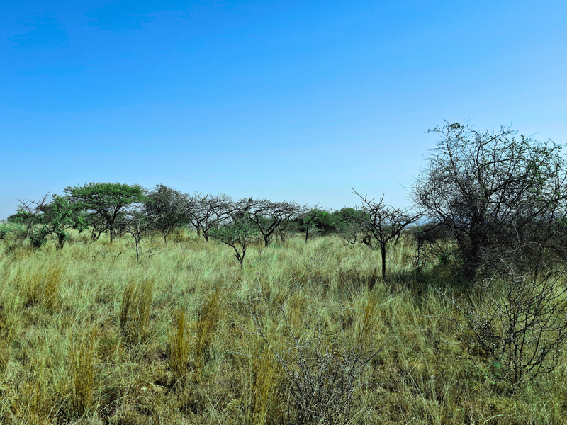A view of the vacant commercial land featuring natural grassland and scattered native trees under a clear blue sky.