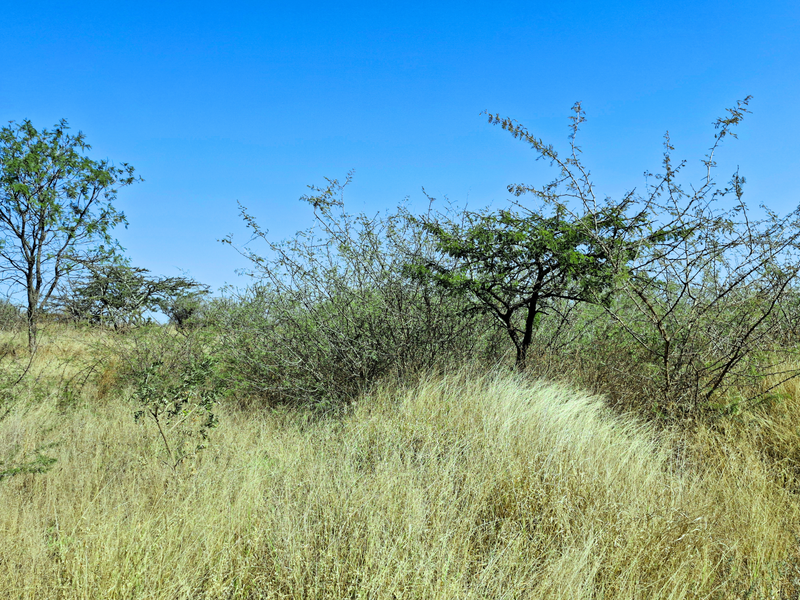 A view of the vacant commercial land featuring natural grassland and scattered native trees under a clear blue sky.
