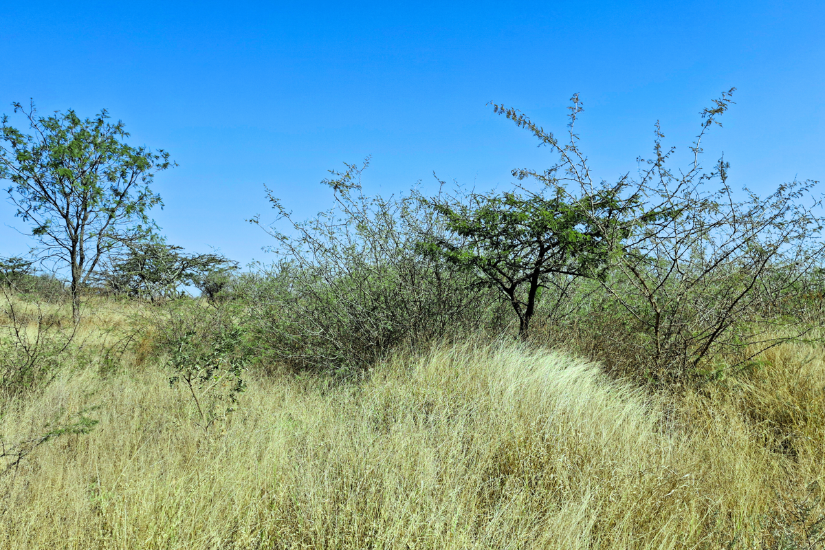 A view of the vacant commercial land featuring natural grassland and scattered native trees under a clear blue sky.