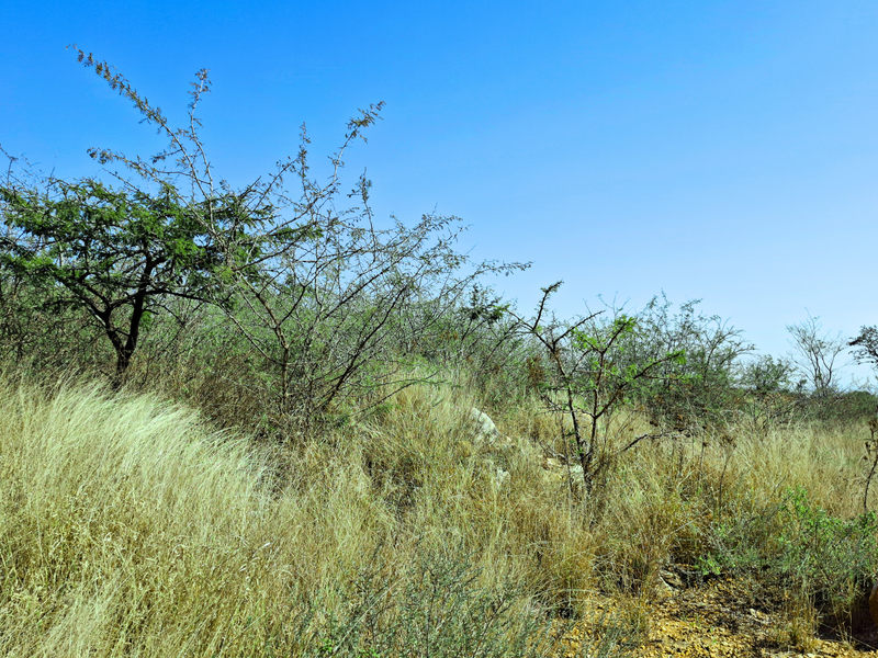A view of the undeveloped commercial land featuring natural vegetation and native grasses across the terrain.