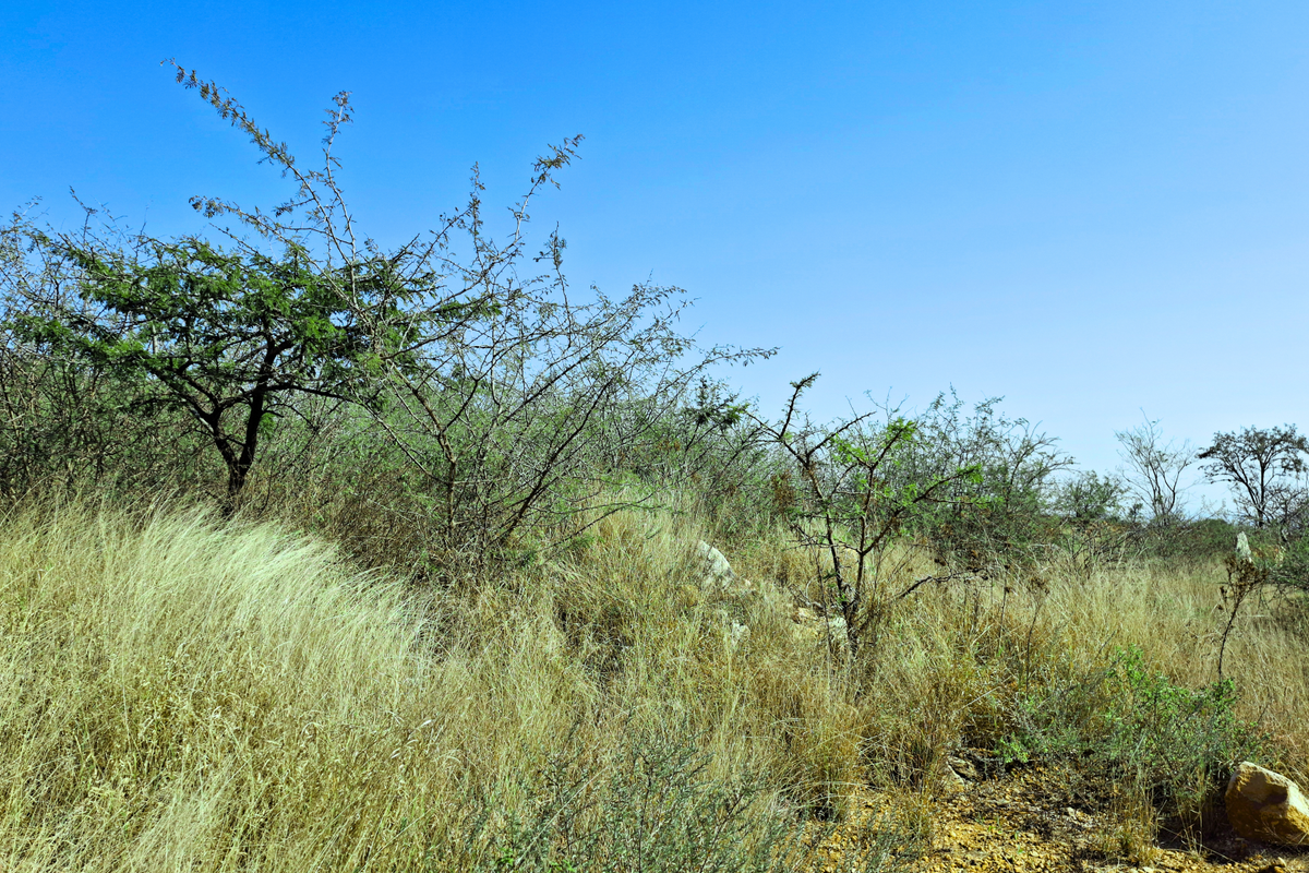A view of the undeveloped commercial land featuring natural vegetation and native grasses across the terrain.