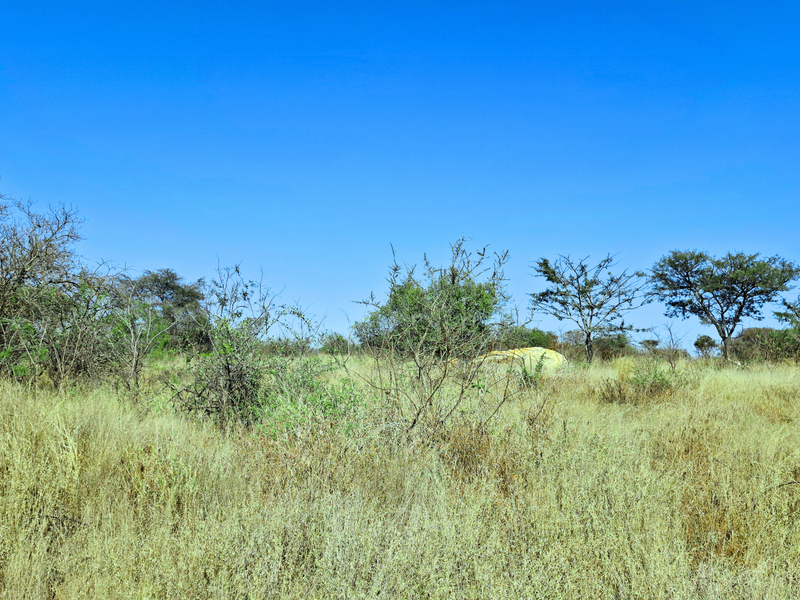 A view of an undeveloped commercial vacant land plot featuring natural grass and scattered indigenous trees under a clear blue sky.