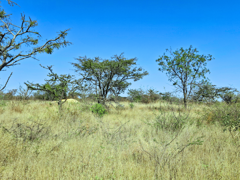 A view of the vacant commercial land featuring natural grassland and scattered indigenous trees under a clear blue sky.