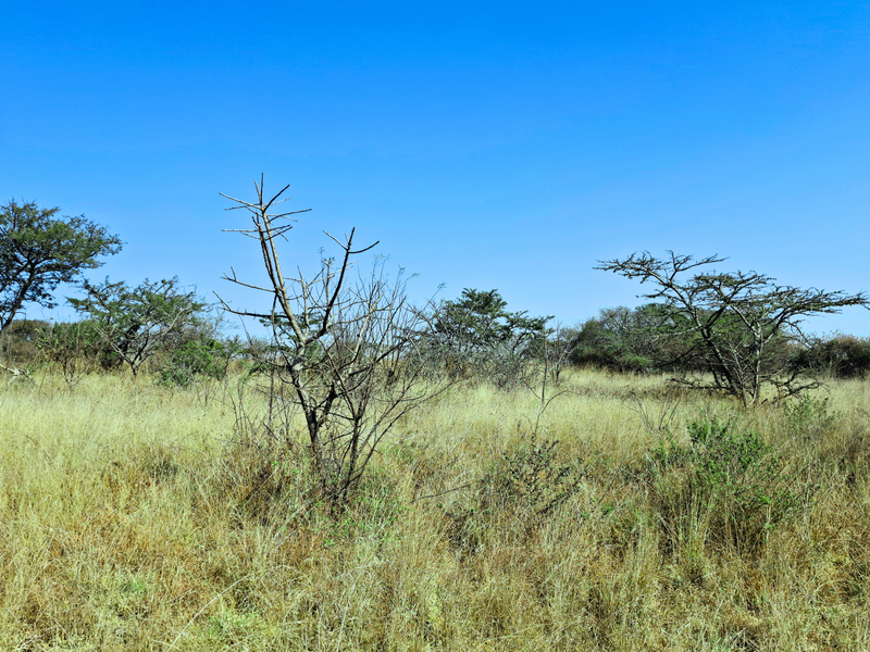 A view of the vacant commercial land featuring natural grassland and indigenous trees under a clear blue sky.
