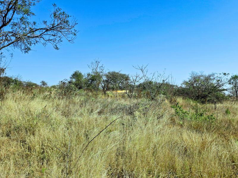 A view of an undeveloped commercial land plot featuring natural vegetation and mature trees under a clear blue sky.