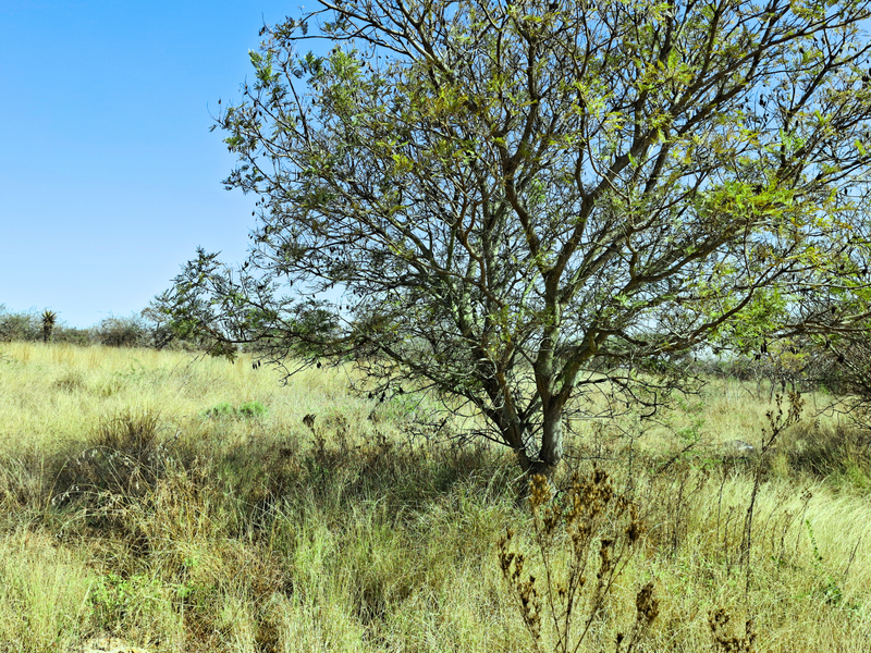 A view of the vacant commercial land featuring natural grass and mature trees.
