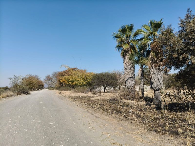 A view of a gravel access road leading towards the farm property, flanked by mature palm trees and natural vegetation.