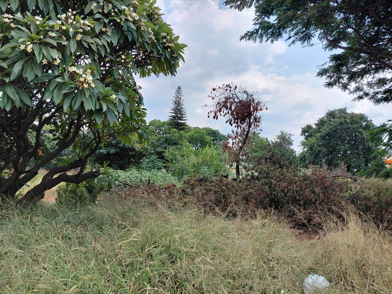 A view of the vacant commercial land featuring established trees and overgrown natural vegetation across the property grounds.