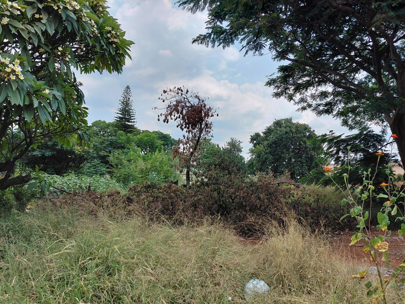 A view of a vacant commercial land plot featuring overgrown grass, mature trees, and some dead vegetation requiring clearing and maintenance.