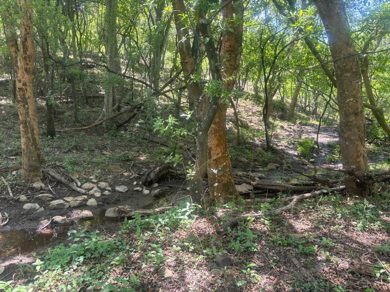 A natural wooded area on the farm featuring mature trees and a small flowing stream through the rocky landscape.