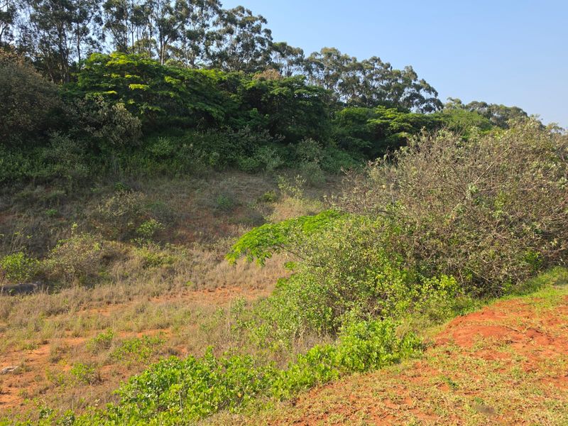A view of the sloped, undeveloped land featuring natural vegetation, native shrubs, and mature trees across the property.