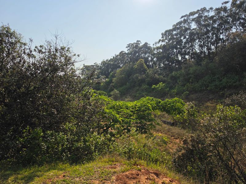 A view of the sloped, undeveloped land featuring mature trees and natural vegetation, suitable for commercial development.