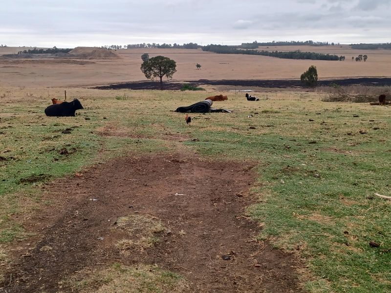 Excecutive style smallholding in Hattingspruit for sale - Photo 5