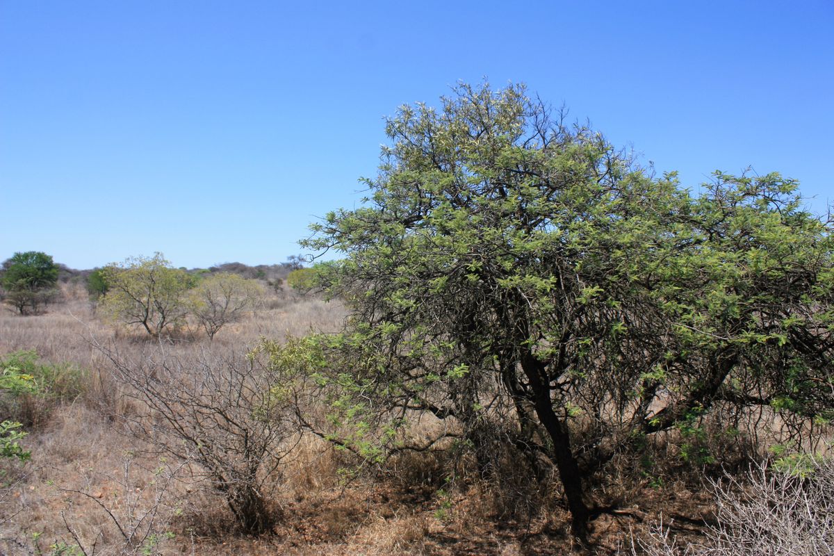 Prime Small Holding for Sale in Kalkfontein AH, Polokwane - Offering Endless Potential - Photo 2