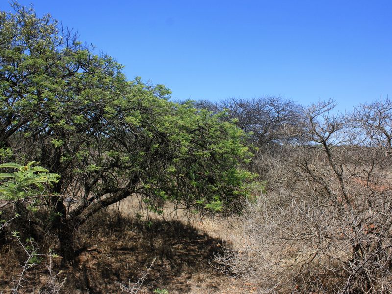 Prime Small Holding for Sale in Kalkfontein AH, Polokwane - Offering Endless Potential - Photo 6