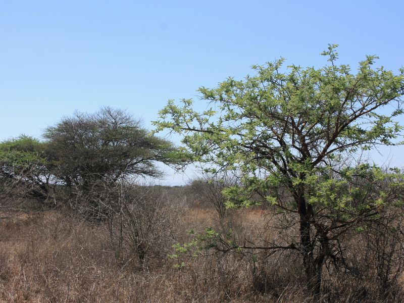 Prime Small Holding for Sale in Kalkfontein AH, Polokwane - Offering Endless Potential - Photo 7